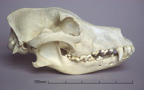 cameoamalthea:  werewolfself:  Ok, people who believe dogs are omnivores/can be vegan— let me show you a thing. See this? This is the skull of an omnivore— a bear. Bears have big sharp canines for ripping meat and flat molars for grinding plant matter.