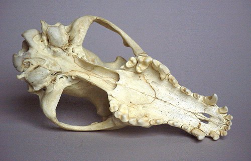 German shepherd skull best sale