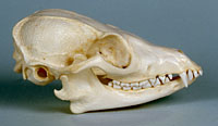 bat-eared fox skull