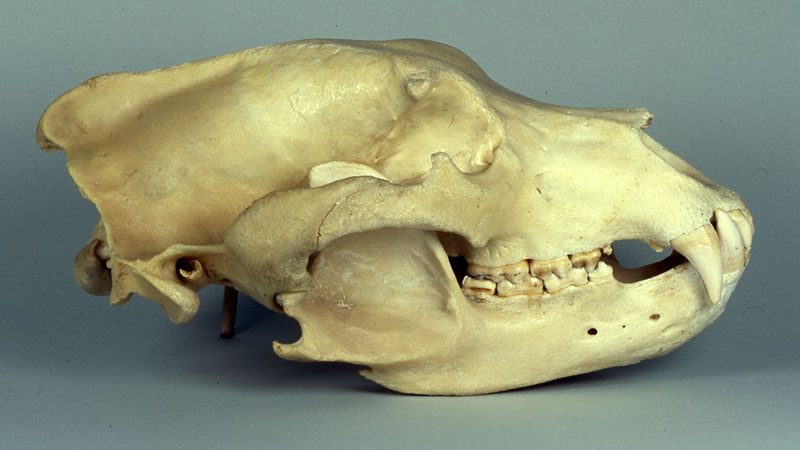 brown bear skull