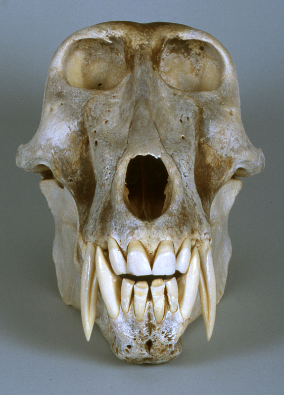 male chacma baboon skull
