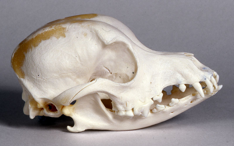 chinese crested dog skull