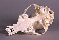 crested dog skull