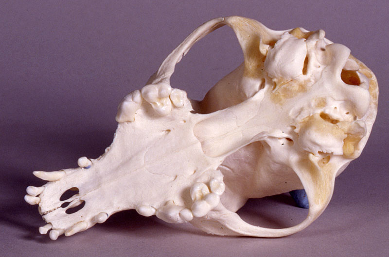 chinese crested dog skull