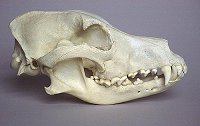 Domestic dog skull hotsell