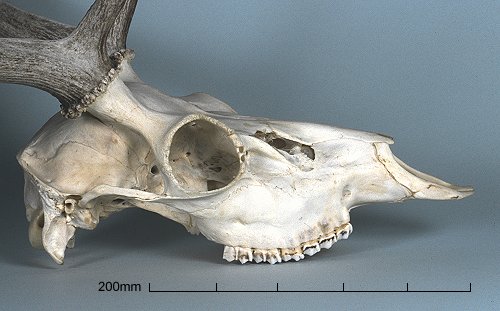 Fallow Deer Skull