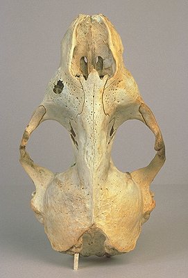 Skull Seal