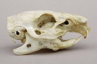 Guinea shops pig skull