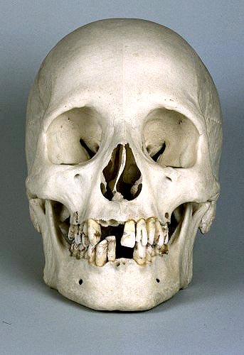 Actual Human Skull