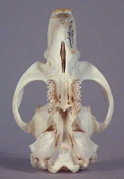 Muskrat Skull