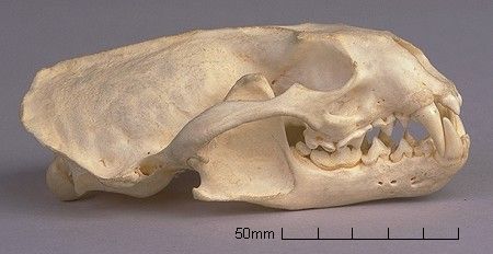 Otter Skull