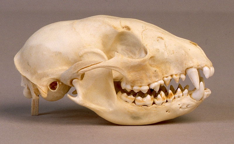 raccoon skull