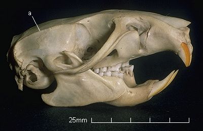 rats skull