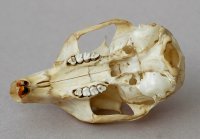 sciurus carolinensis skull
