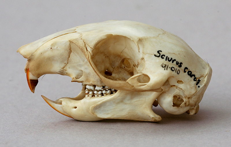 grey squirrel skull