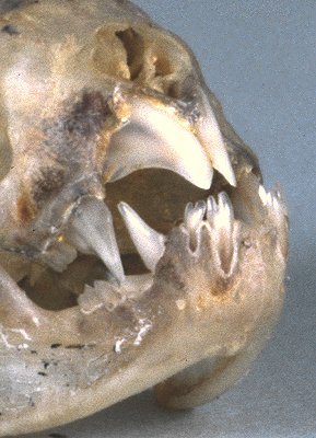 vampire bats teeth